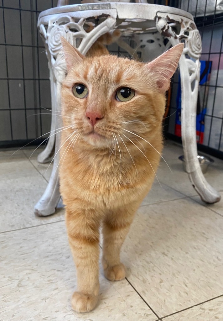 Buffy, an adoptable Domestic Short Hair in Lemoore, CA, 93245 | Photo Image 1