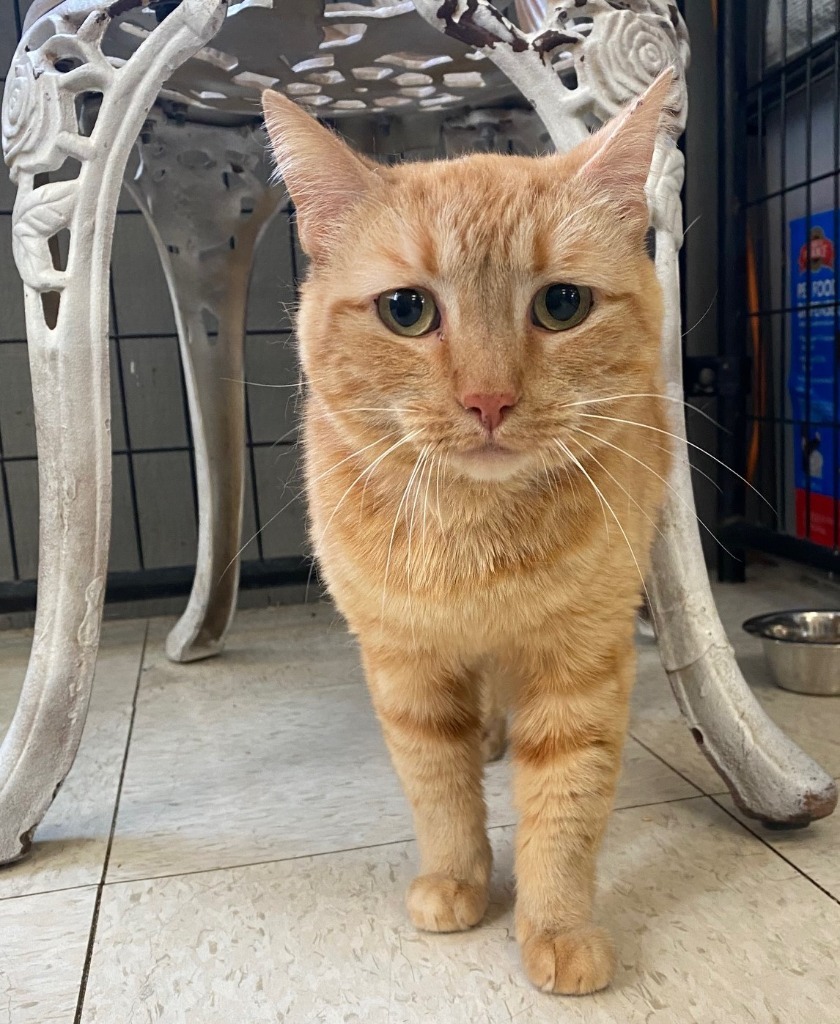 Buffy, an adoptable Domestic Short Hair in Lemoore, CA, 93245 | Photo Image 2