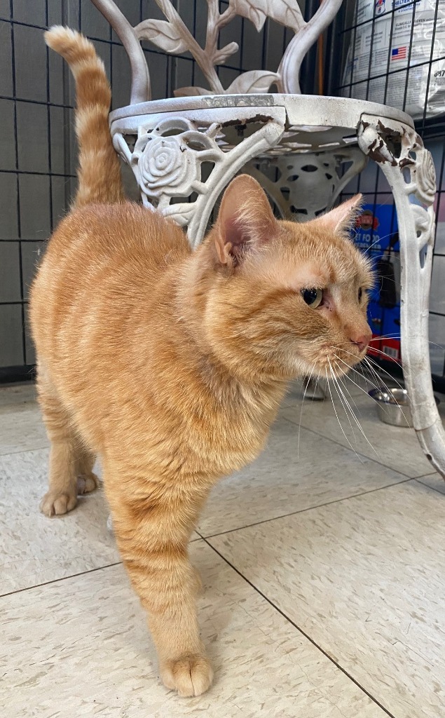 Buffy, an adoptable Domestic Short Hair in Lemoore, CA, 93245 | Photo Image 3