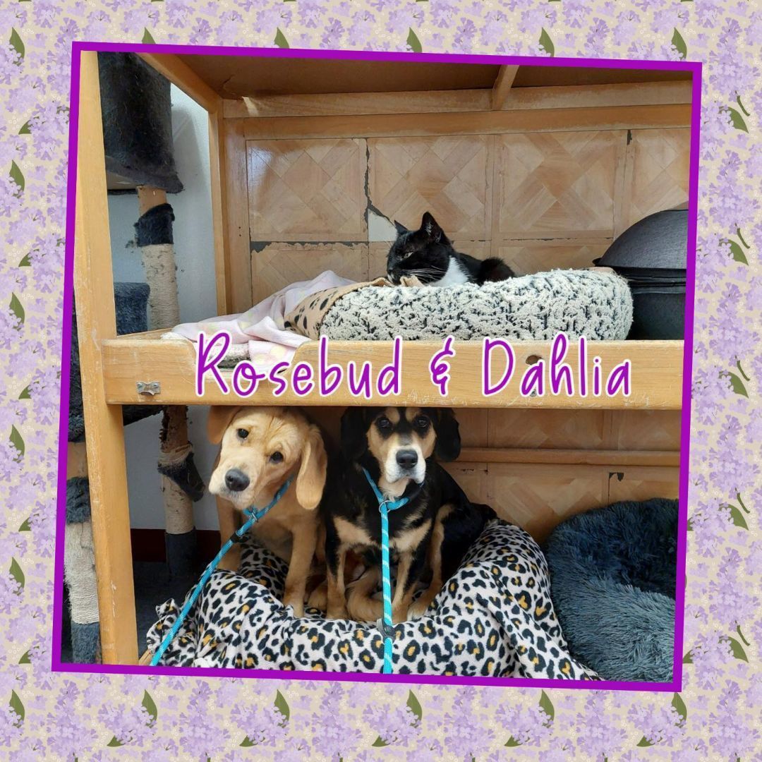 Dog for adoption Rosebud and Dahlia a Labrador Retriever