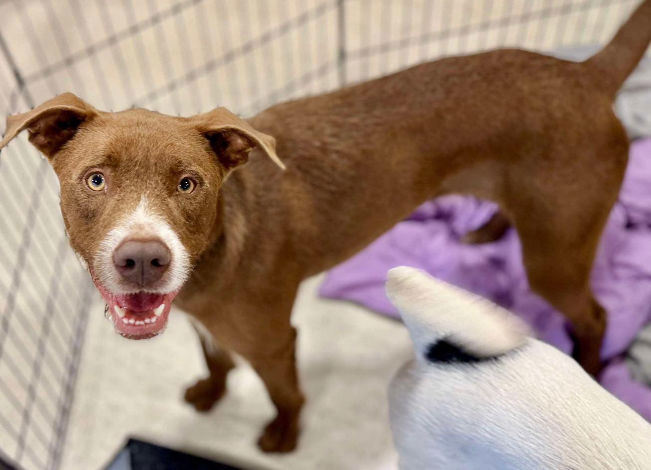 Baby Blue, an adoptable American Bulldog, Retriever in Grand Bay, AL, 36541 | Photo Image 2