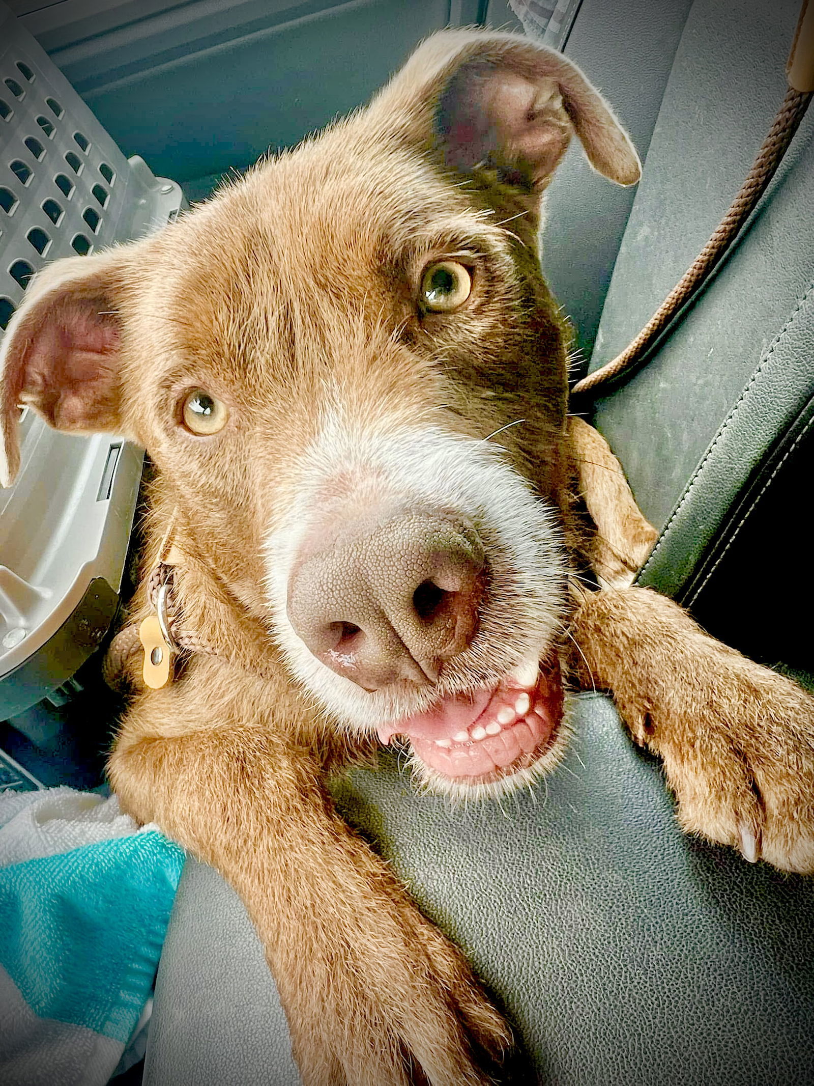 Baby Blue, an adoptable American Bulldog, Retriever in Grand Bay, AL, 36541 | Photo Image 5