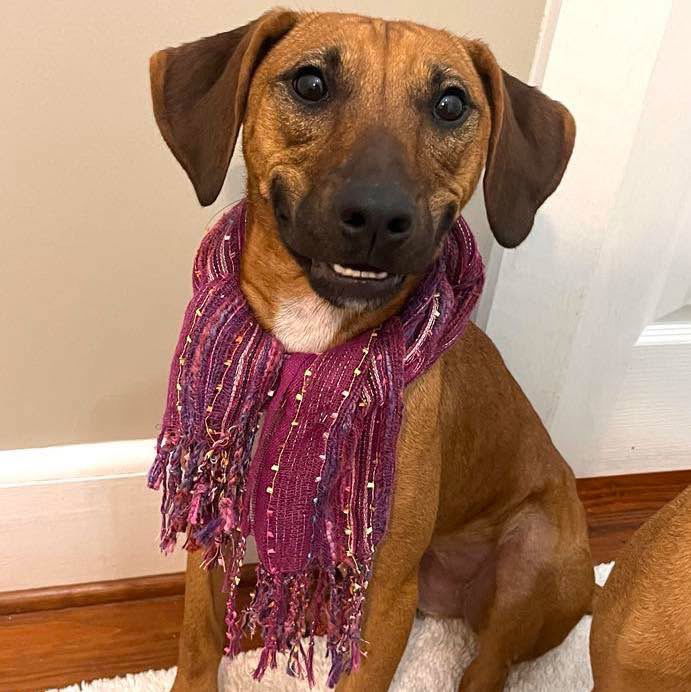 Lime, an adoptable Labrador Retriever in Grand Bay, AL, 36541 | Photo Image 1