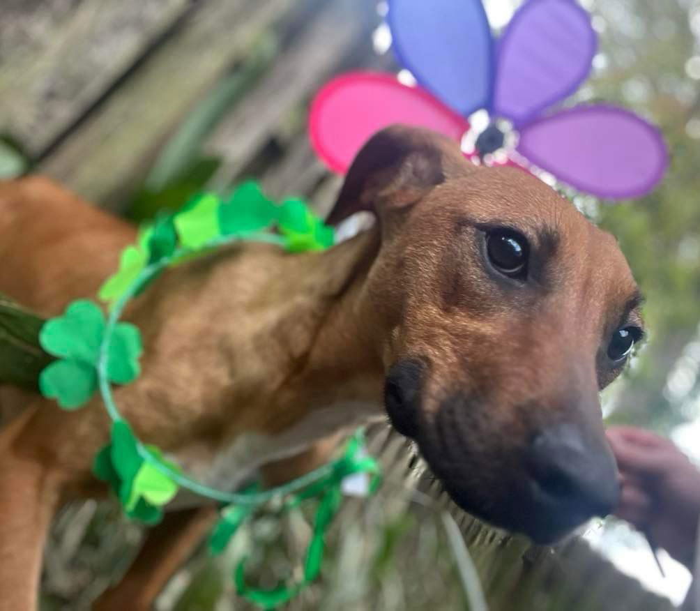 Lime, an adoptable Labrador Retriever in Grand Bay, AL, 36541 | Photo Image 2