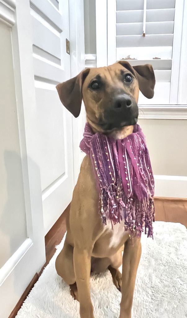 Lime, an adoptable Labrador Retriever in Grand Bay, AL, 36541 | Photo Image 3