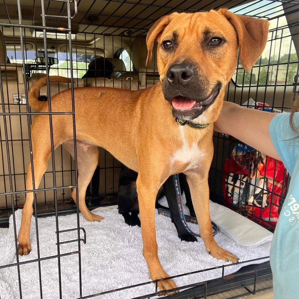 Lotus, an adoptable Labrador Retriever in Grand Bay, AL, 36541 | Photo Image 1