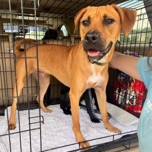Lotus, Baby Male Labrador Retriever