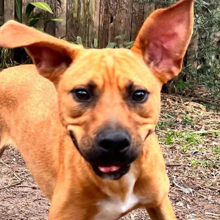 Lotus, an adoptable Labrador Retriever in Grand Bay, AL, 36541 | Photo Image 2