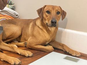 Lichee, Baby Male Labrador Retriever
