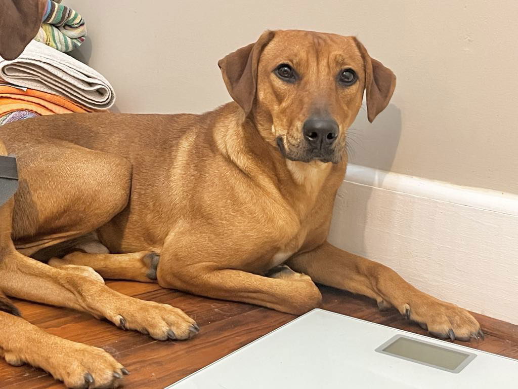 Lichee, an adoptable Labrador Retriever in Grand Bay, AL, 36541 | Photo Image 1