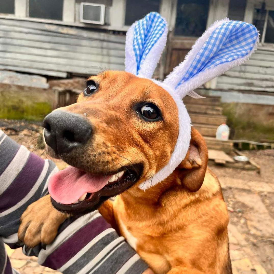 Lichee, an adoptable Labrador Retriever in Grand Bay, AL, 36541 | Photo Image 2