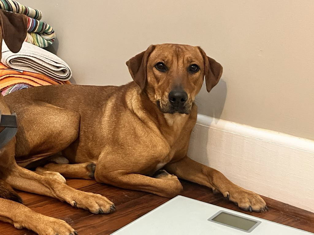 Lichee, an adoptable Labrador Retriever in Grand Bay, AL, 36541 | Photo Image 3