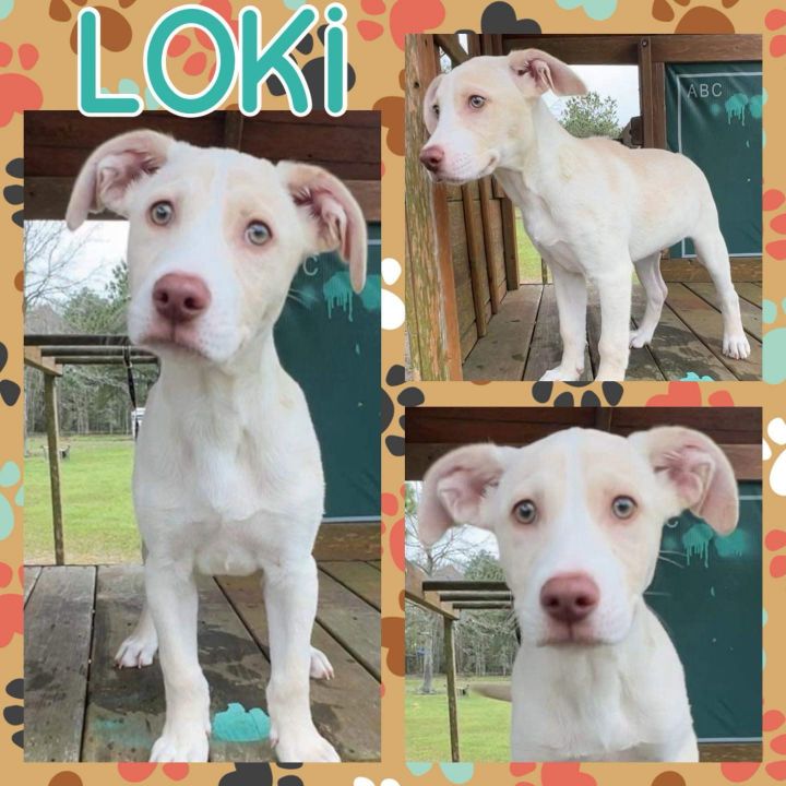 Loki 1