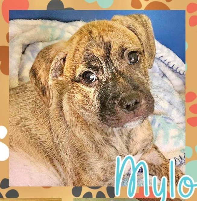 Mylo