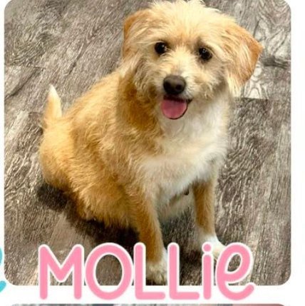 Mollie 6