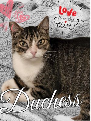 Duchess Domestic Short Hair Cat