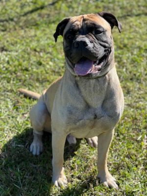 Petfinder bullmastiff hot sale