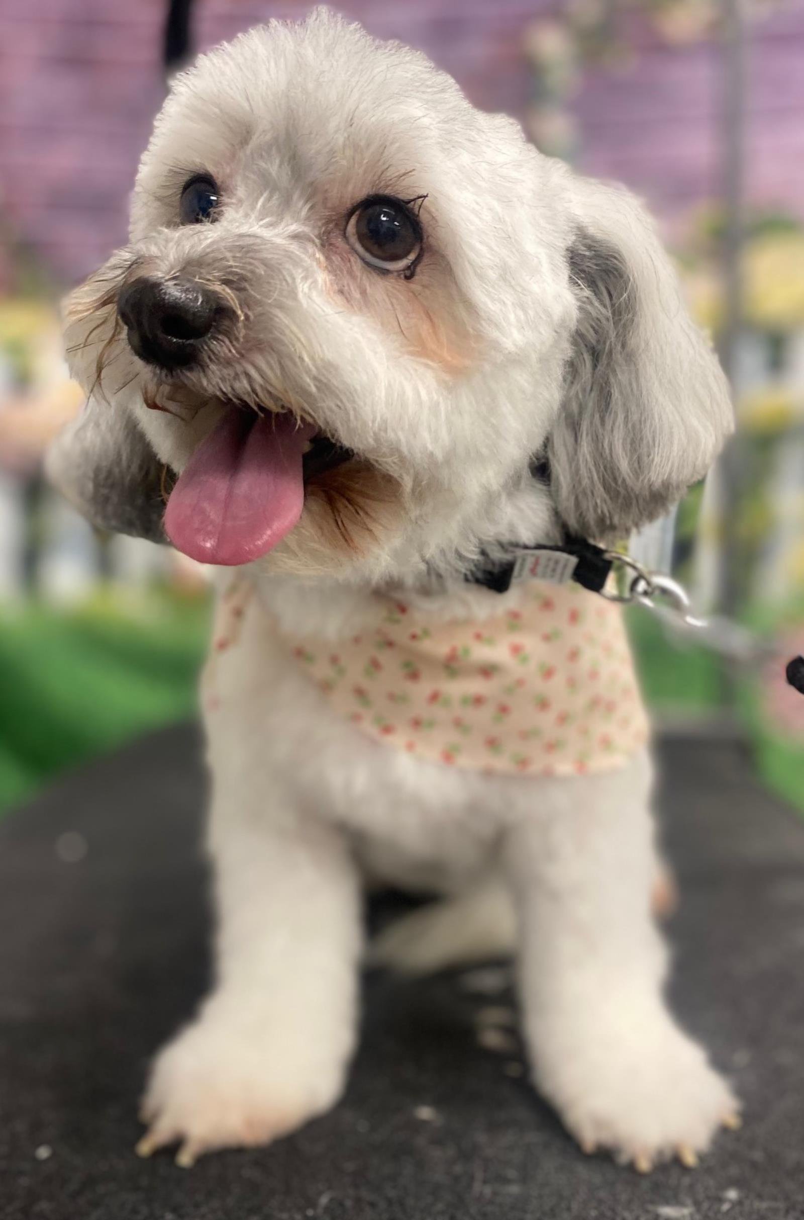 Daphne, an adoptable Havanese in Westminster, MD, 21158 | Photo Image 1