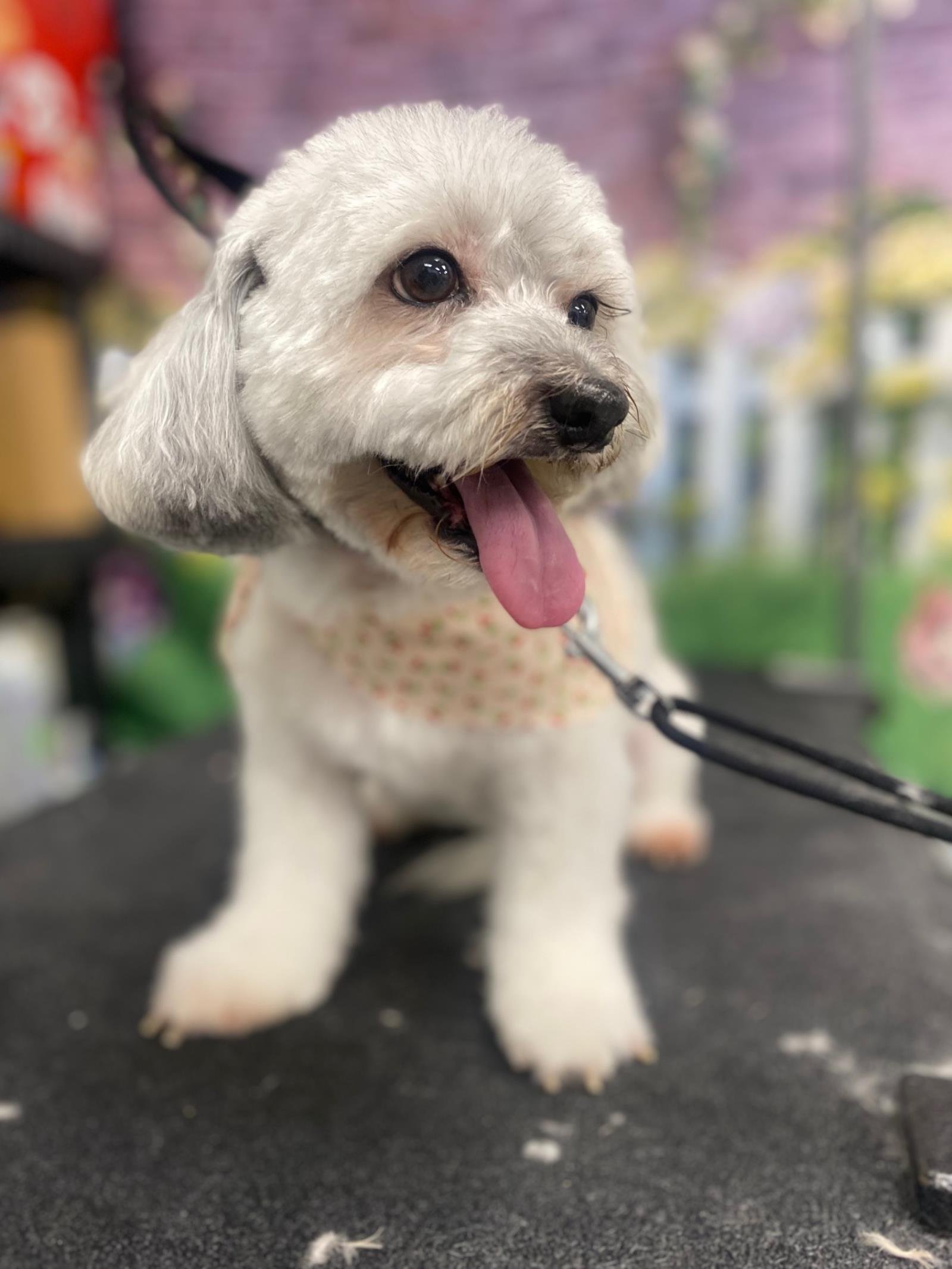 Daphne, an adoptable Havanese in Westminster, MD, 21158 | Photo Image 3