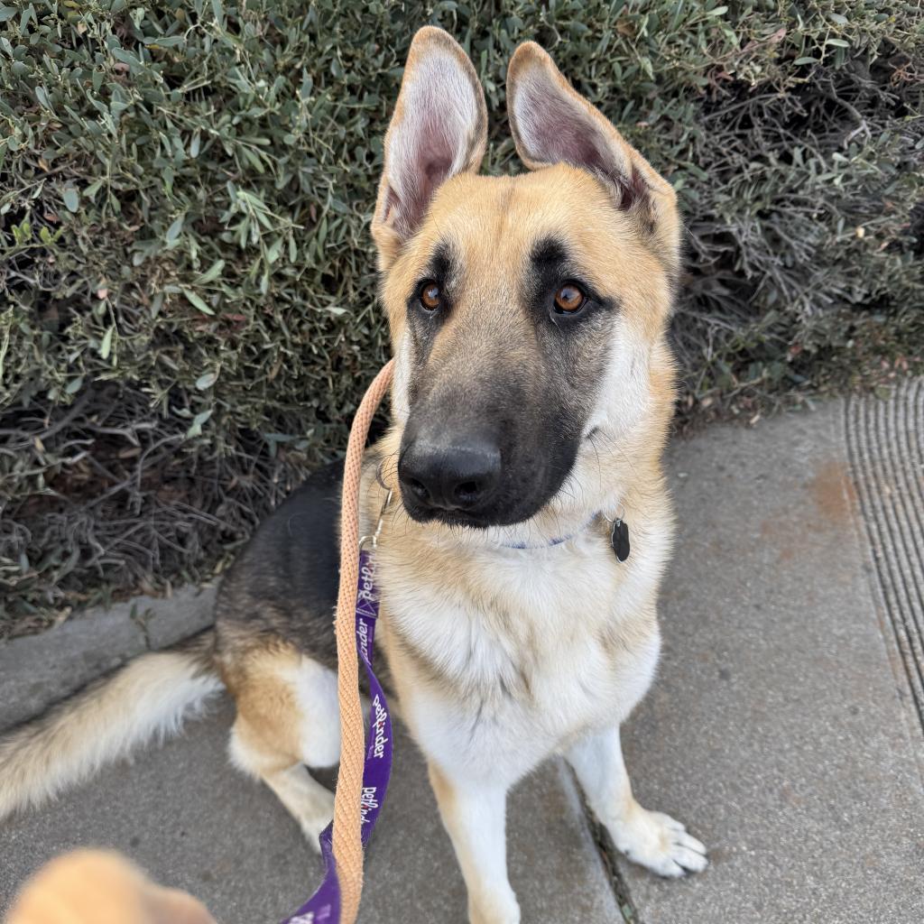 Frankie, an adoptable German Shepherd Dog in Buellton, CA, 93427 | Photo Image 1