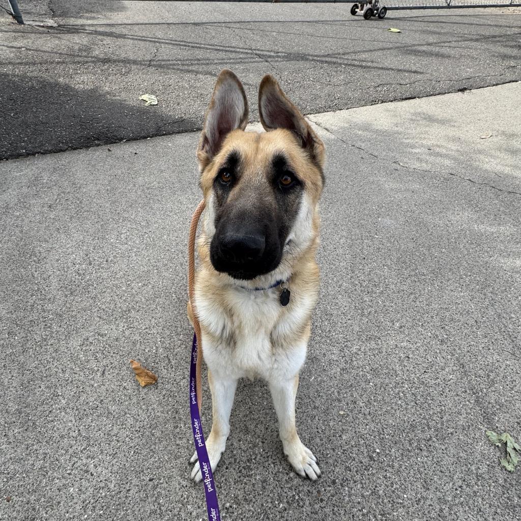 Frankie, an adoptable German Shepherd Dog in Buellton, CA, 93427 | Photo Image 2