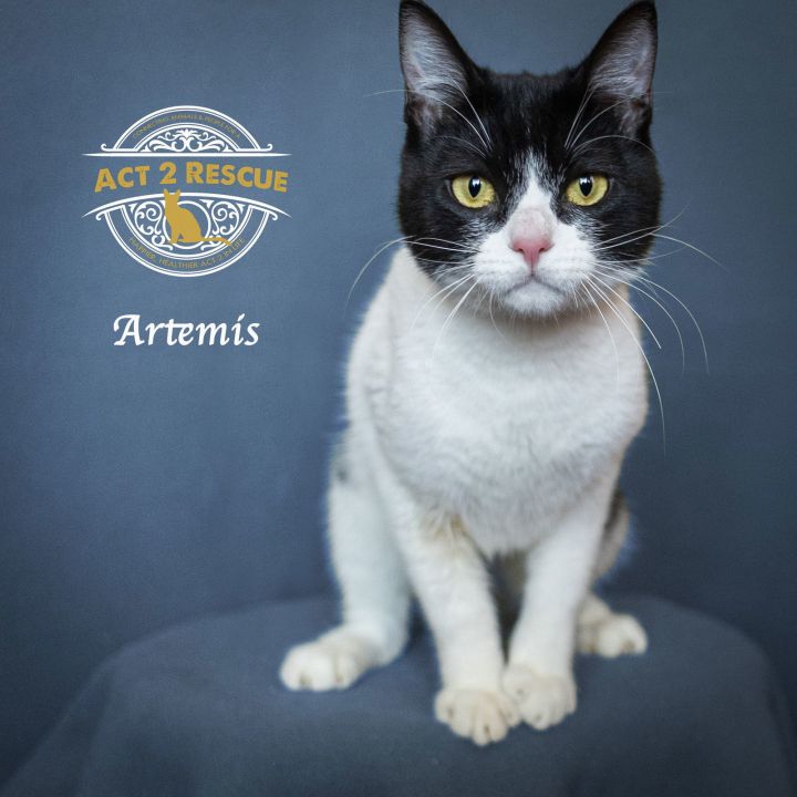 Artemis 2