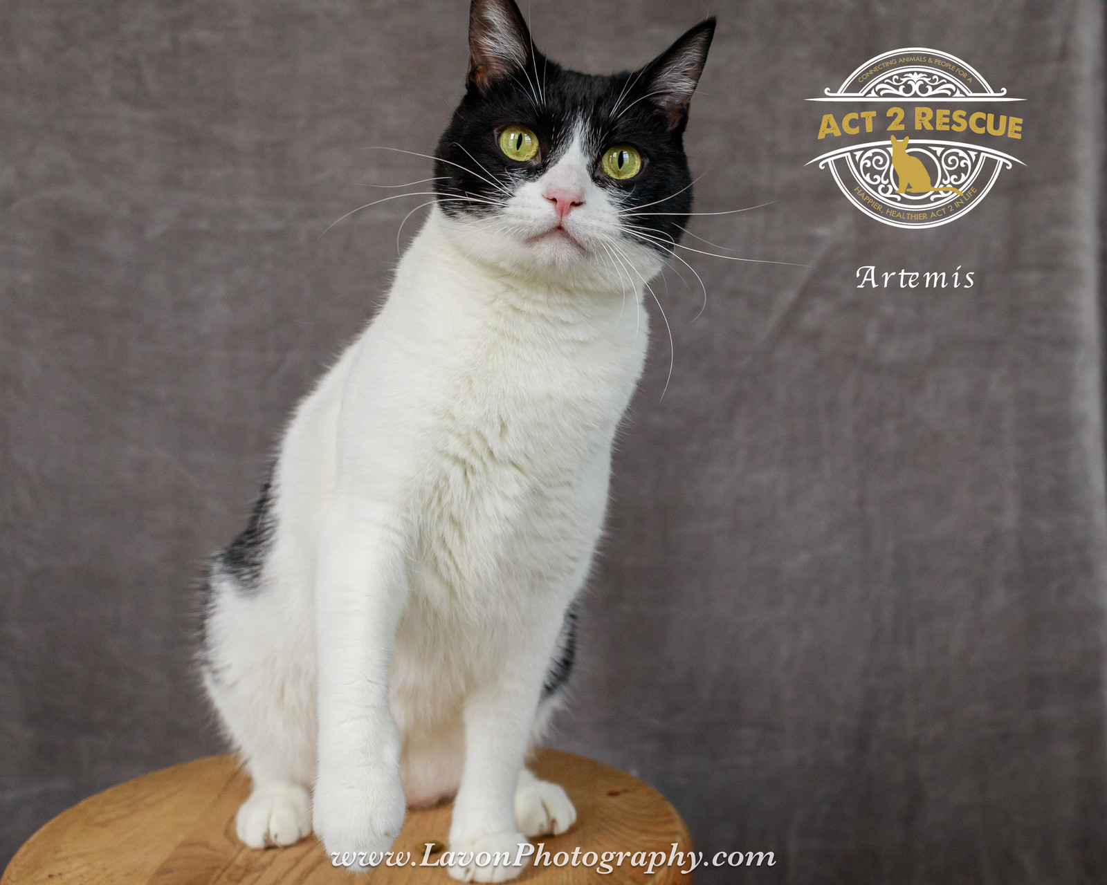 Artemis