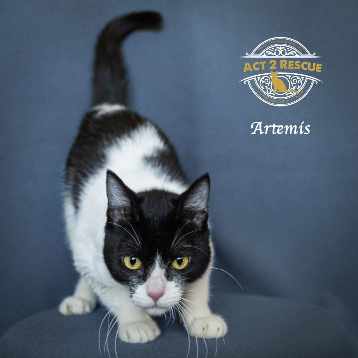 Artemis 3