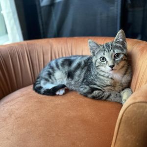 Jaggie Domestic Short Hair Cat