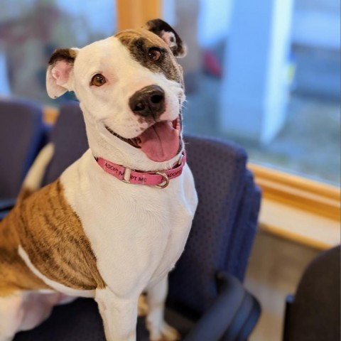 Honey, an adoptable Pit Bull Terrier in Thomaston, ME, 04861 | Photo Image 1