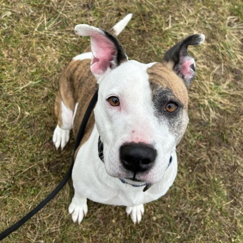 Honey, an adoptable Pit Bull Terrier in Thomaston, ME, 04861 | Photo Image 2