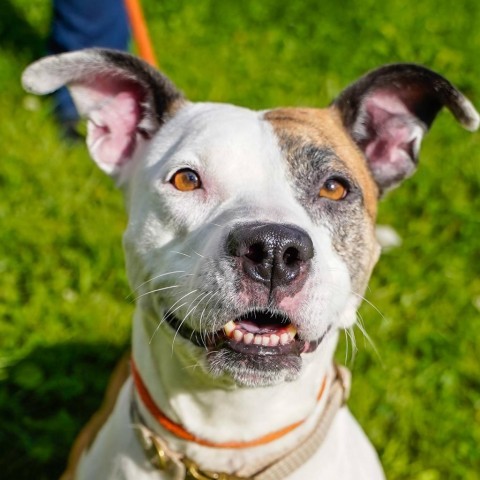 Honey, an adoptable Pit Bull Terrier in Thomaston, ME, 04861 | Photo Image 2