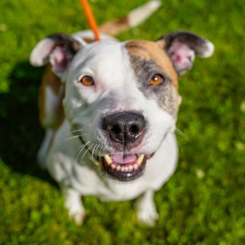 Honey, an adoptable Pit Bull Terrier in Thomaston, ME, 04861 | Photo Image 3