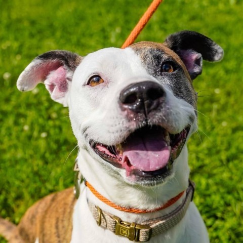 Honey, an adoptable Pit Bull Terrier in Thomaston, ME, 04861 | Photo Image 4