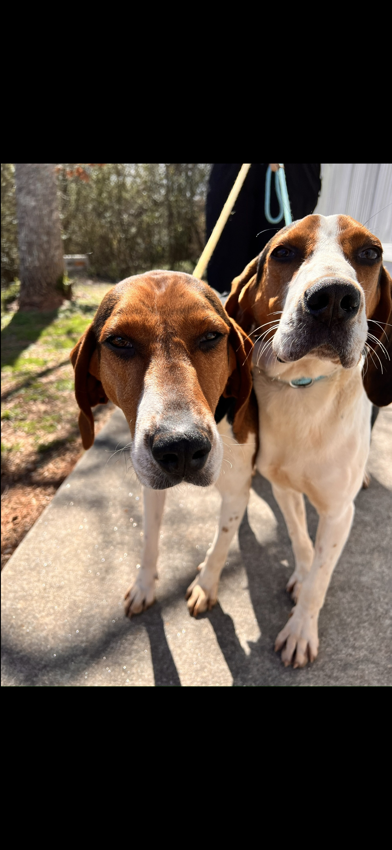 dawsonville humane society dogs