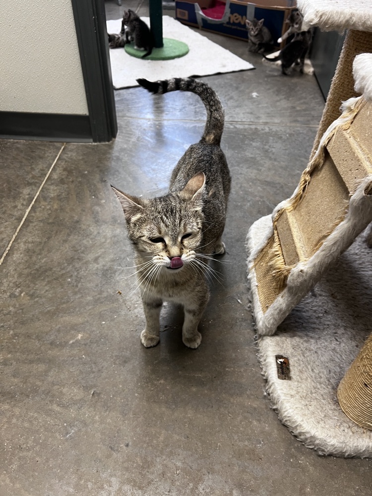 Faith, an adoptable American Shorthair in Bartlesville, OK, 74006 | Photo Image 1