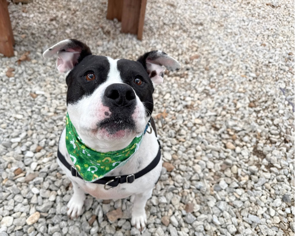 Kugel, an adoptable American Staffordshire Terrier in Lansing, KS, 66043 | Photo Image 1