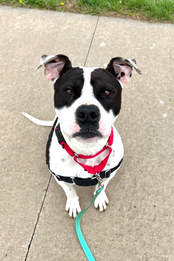 Kugel, an adoptable American Staffordshire Terrier in Lansing, KS, 66043 | Photo Image 2