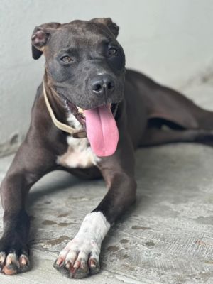 Meet Mari She is a classy New Orleans mixed breed who loves to eat play and hang out with her