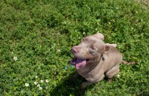 Baby Bop Pit Bull Terrier Dog