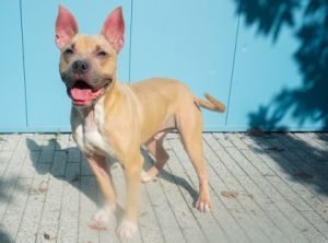 Meet Buster a beautiful fawn-colored pitbull mix with bunny ears He is about 2