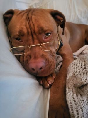 Tobias `Toby` (Underdog in Foster) Dogue de Bordeaux Dog