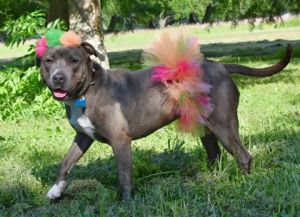 Mango (Underdog) Pit Bull Terrier Dog