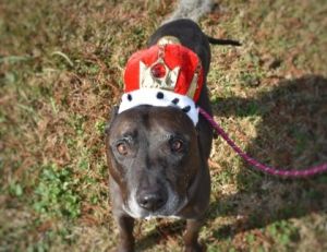 King (Underdog) Pit Bull Terrier Dog