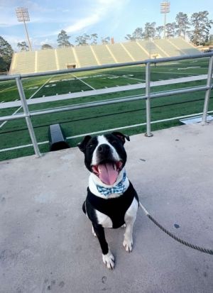 IHOP (Underdog in Foster) Pit Bull Terrier Dog