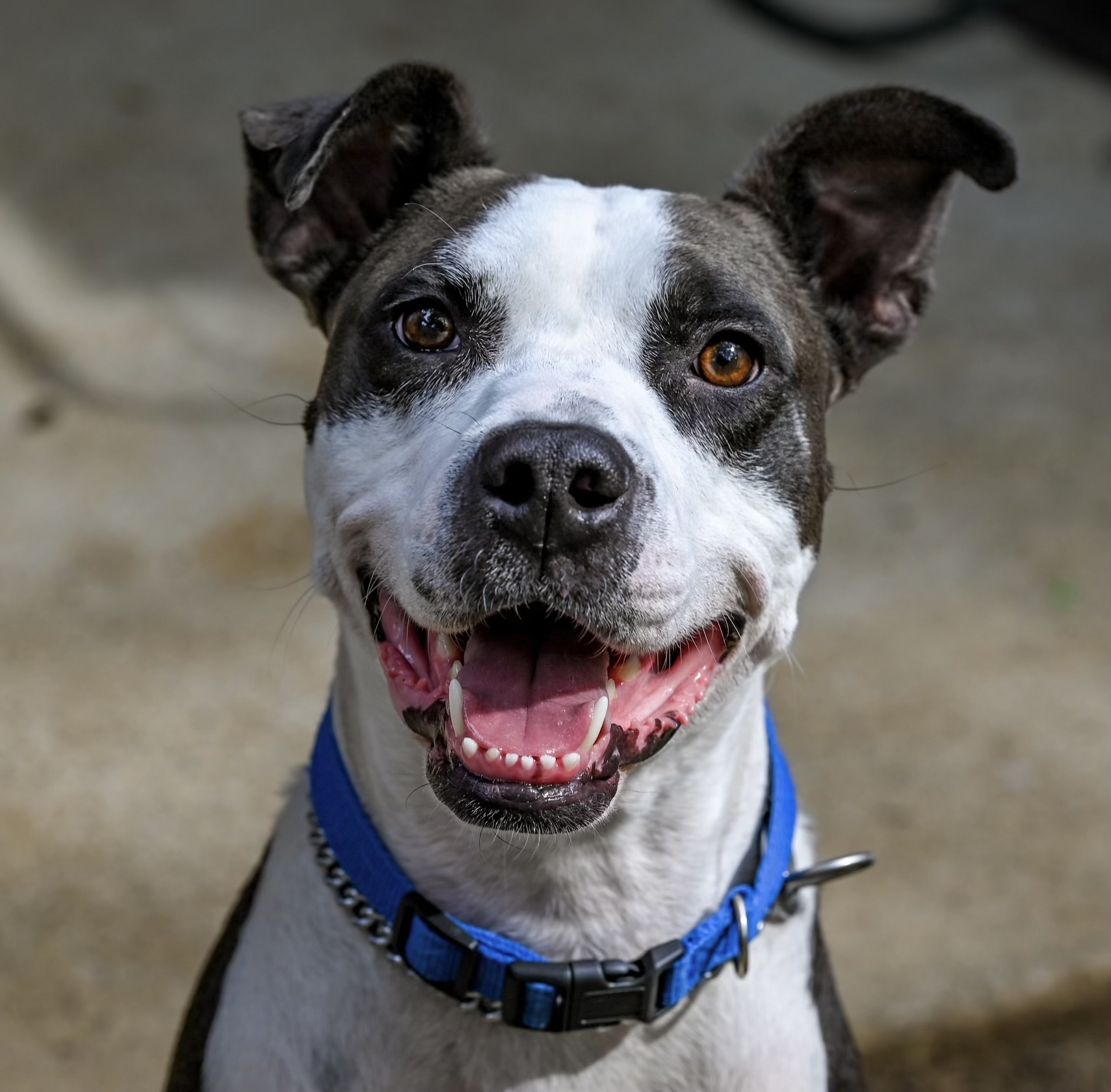 Rich, an adoptable Mixed Breed in Georgetown, KY, 40324 | Photo Image 3