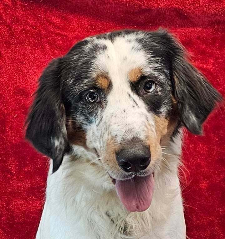 Petfinder 2024 english setter