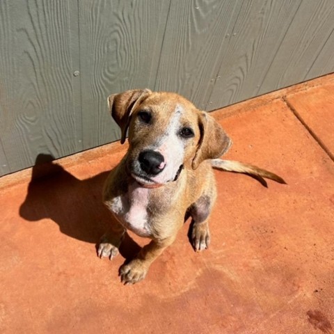 Dewey, an adoptable Airedale Terrier in Kilauea, HI, 96754 | Photo Image 3