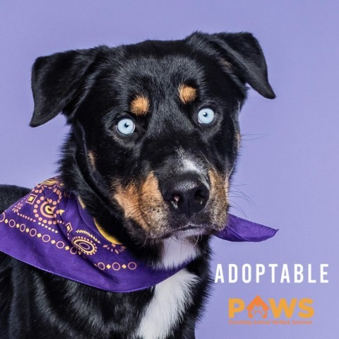 Toby, an adoptable Rottweiler, Husky in Driggs, ID, 83422 | Photo Image 1