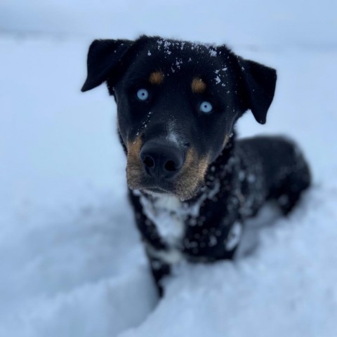 Toby, an adoptable Rottweiler, Husky in Driggs, ID, 83422 | Photo Image 5